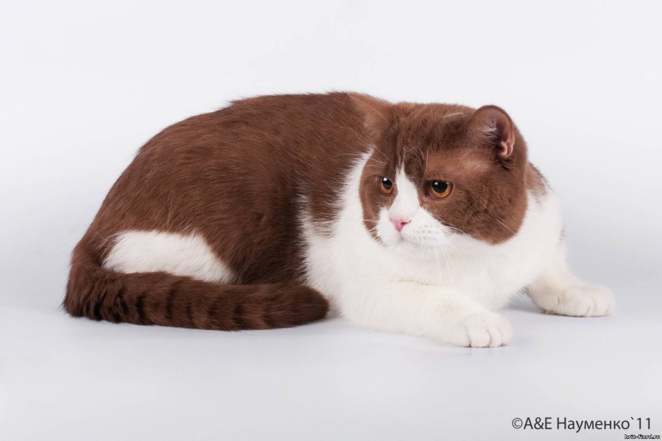 Циннамон биколор