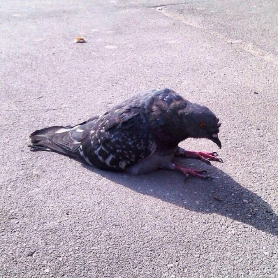 Голубь сидит