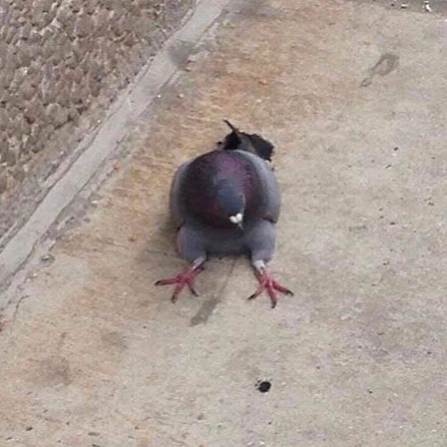 Смешной голубь