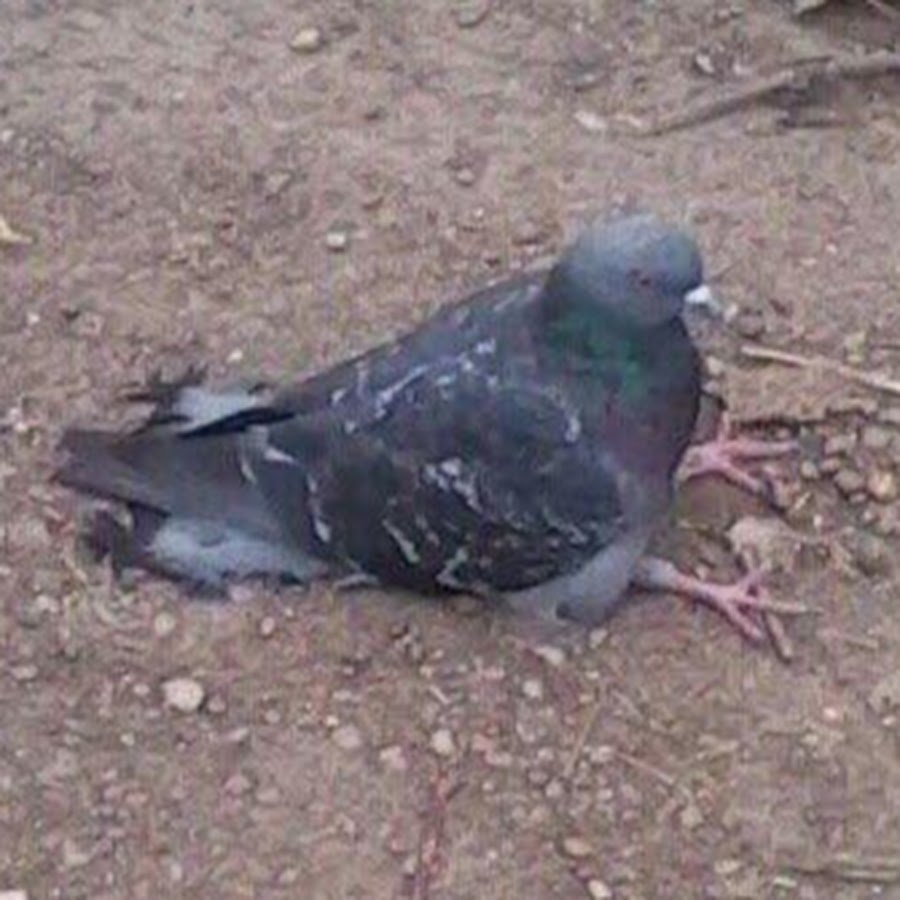 Голубь Горлица