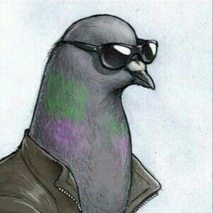 Крутой голубь