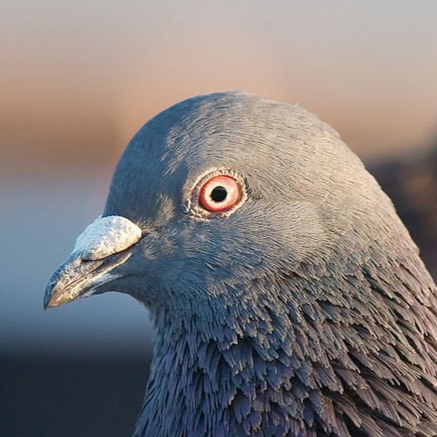 Голубь Борис