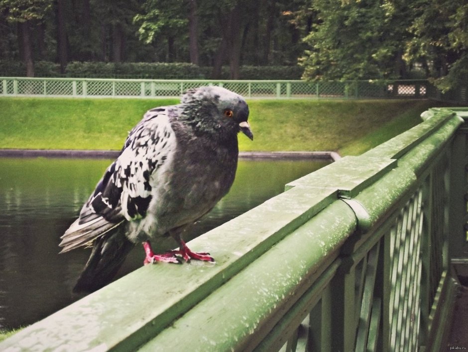 Грустный голубь