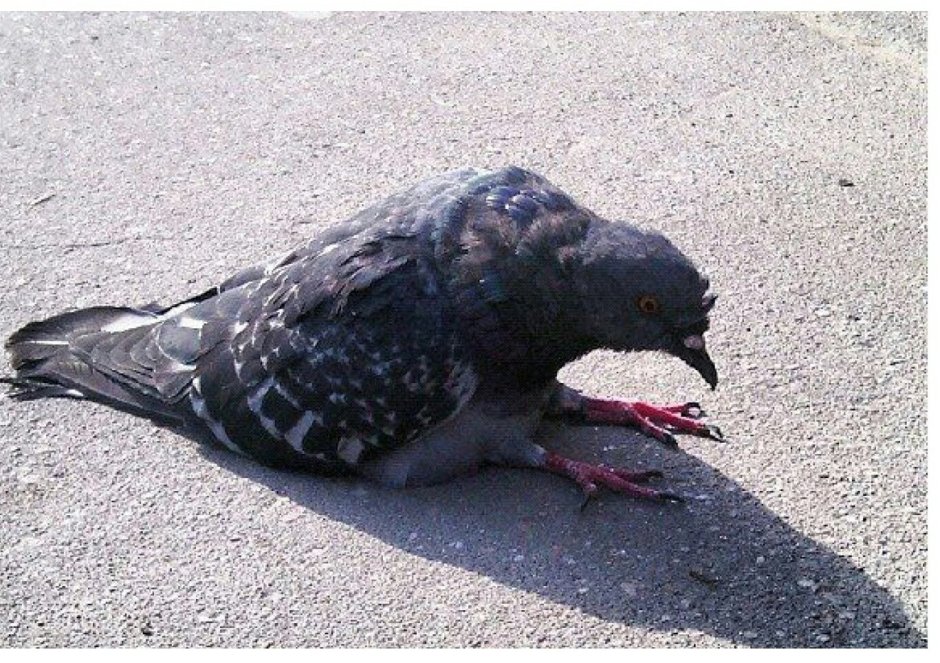 Безумный голубь Стикеры