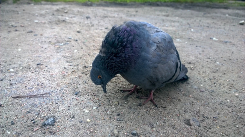 Убогий голубь