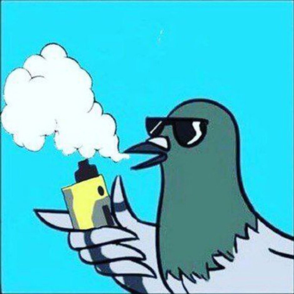 Голубь с рюкзачком