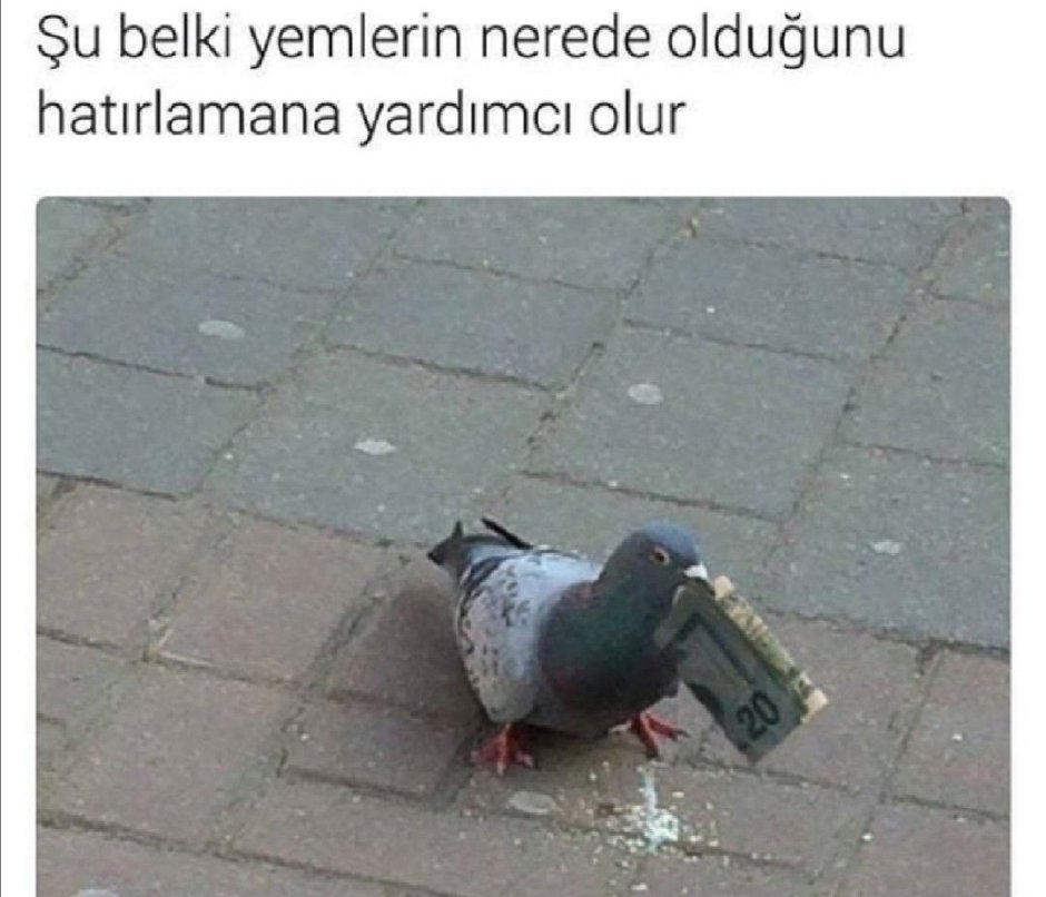 Голубь депутат