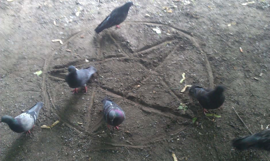 Голубь жрешь