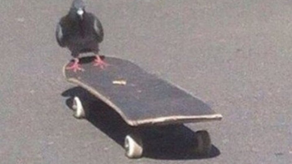 Глупый голубь