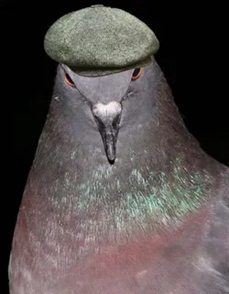 Голубь в штанишках