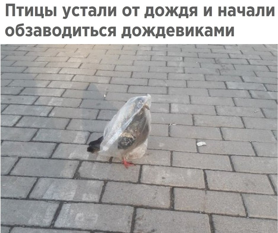 Ворона и голубь