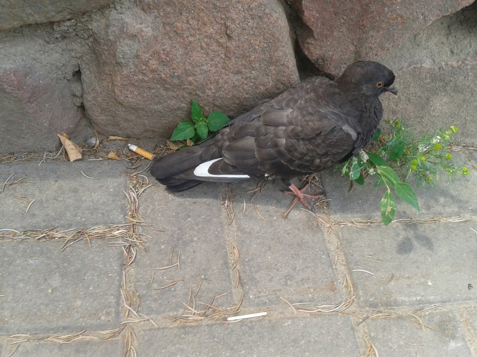 Грустный голубь