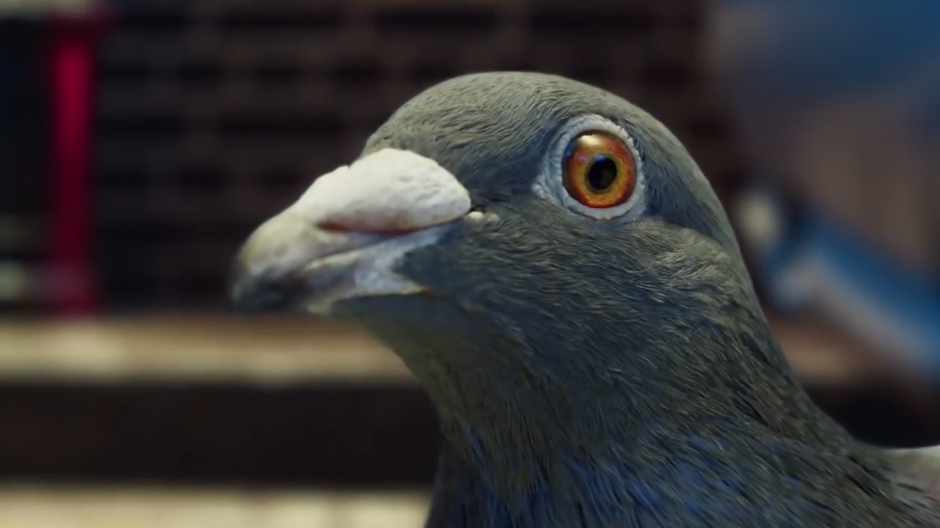 Крутой голубь