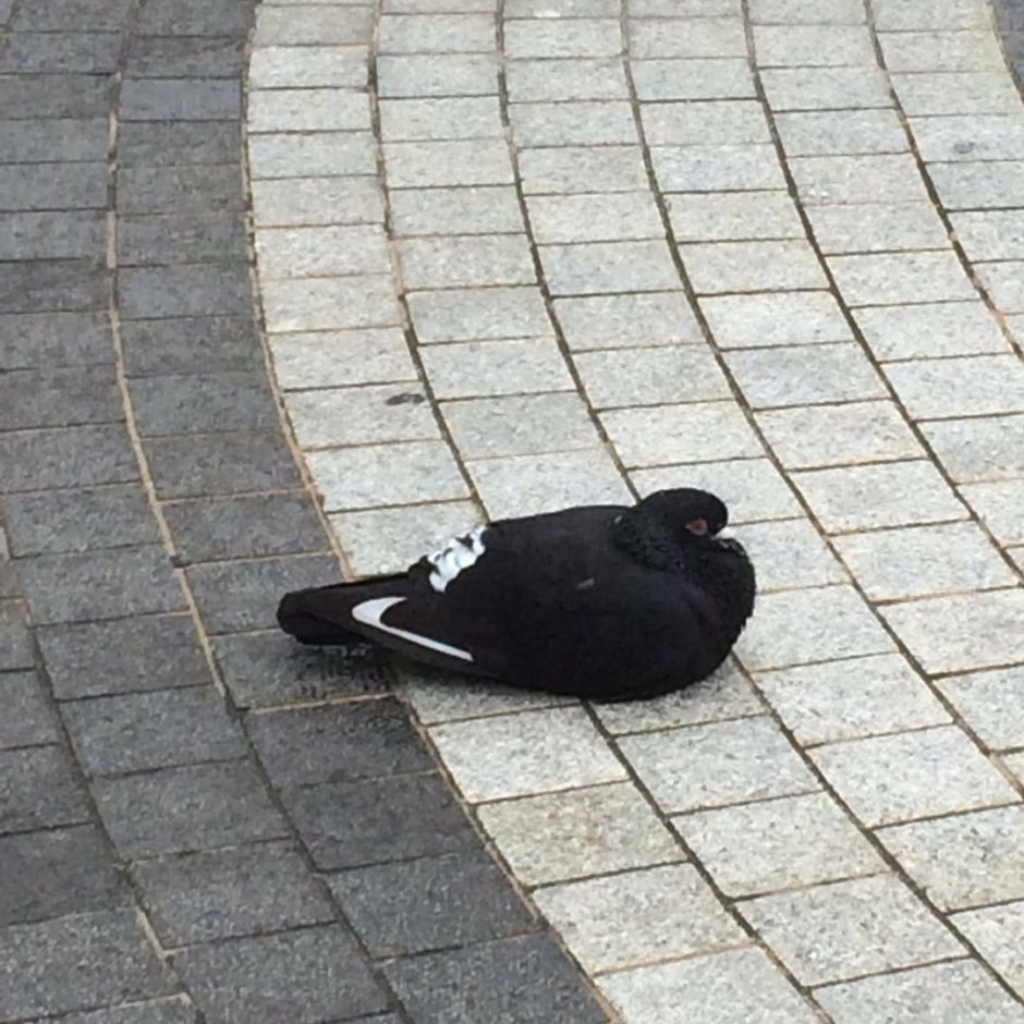 Голубь на голубе