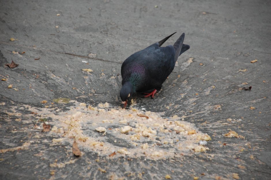 Сизый голубь анфас