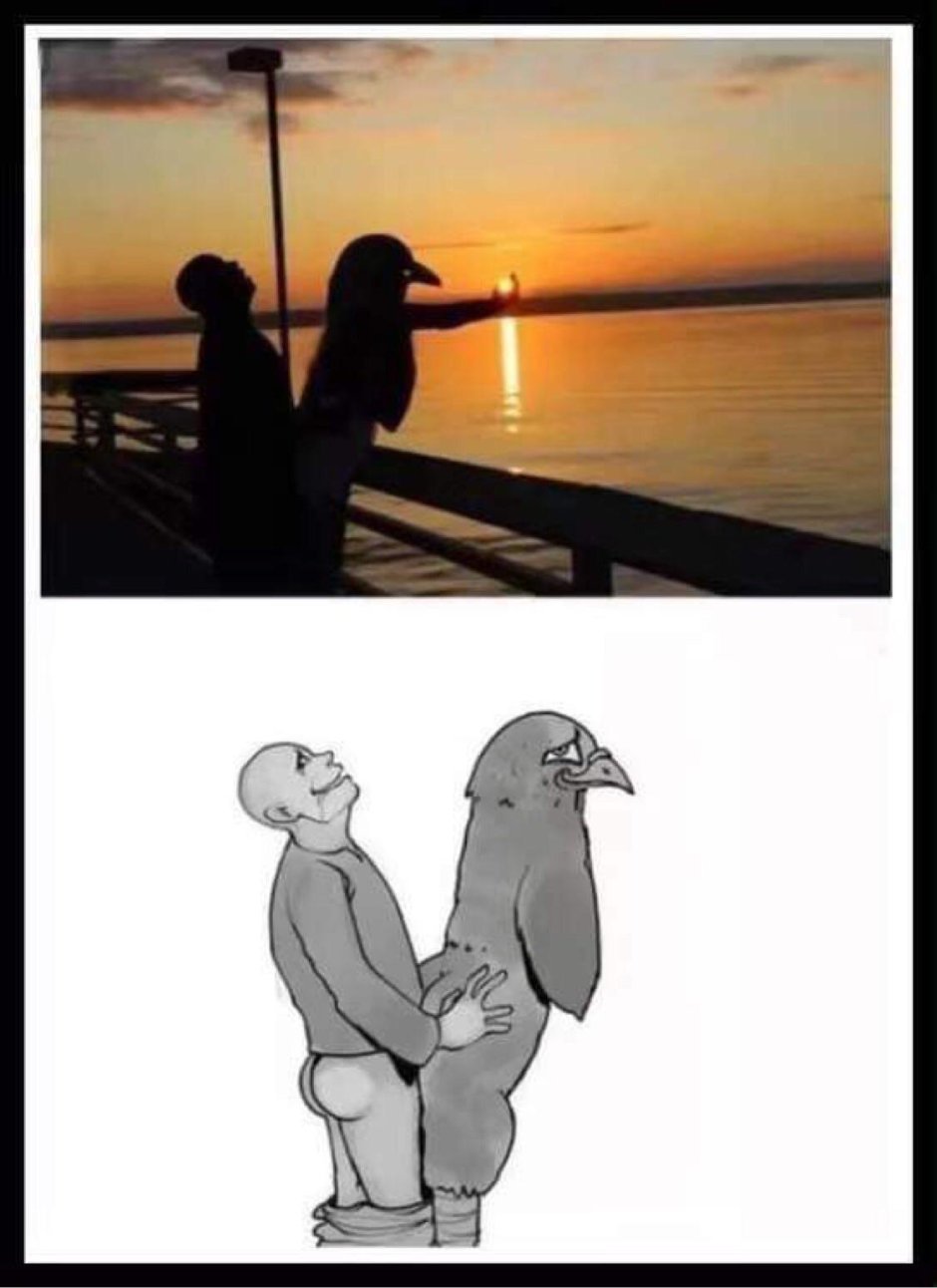 Шутки про голубей