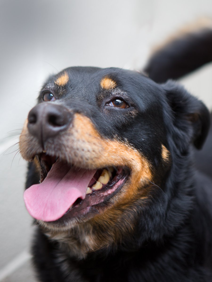 Ротвейлер мастиф