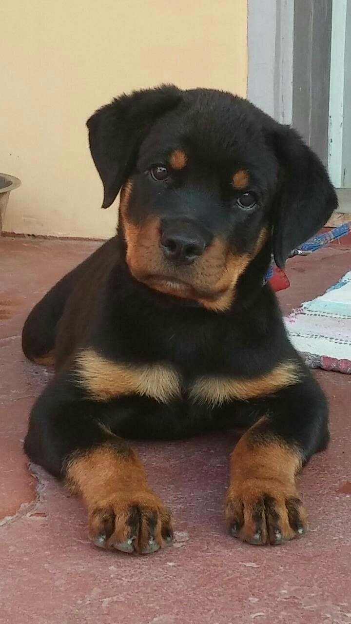 Собаки метисы ротвейлера