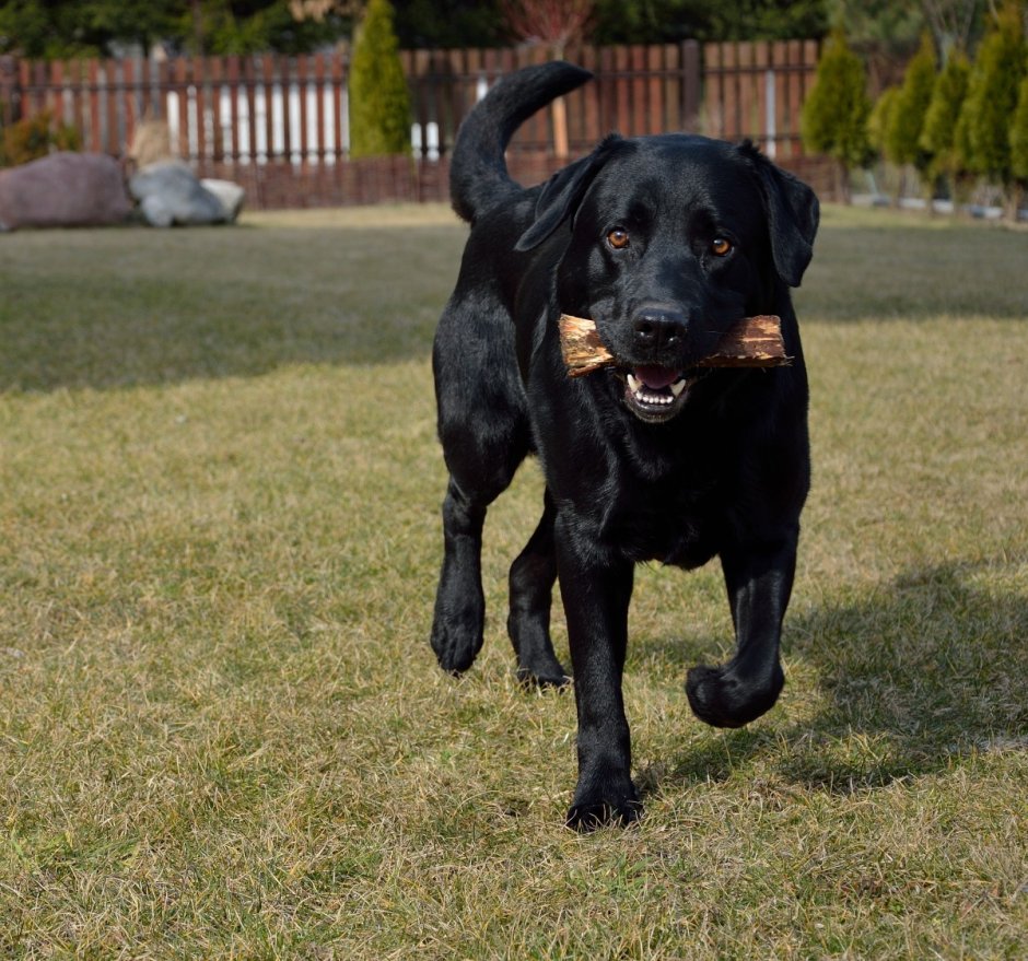 Лабрадор ротвейлер черный