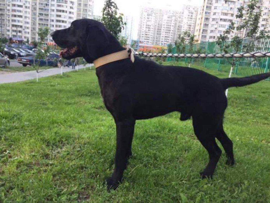 Метис ротвейлера и лабрадора