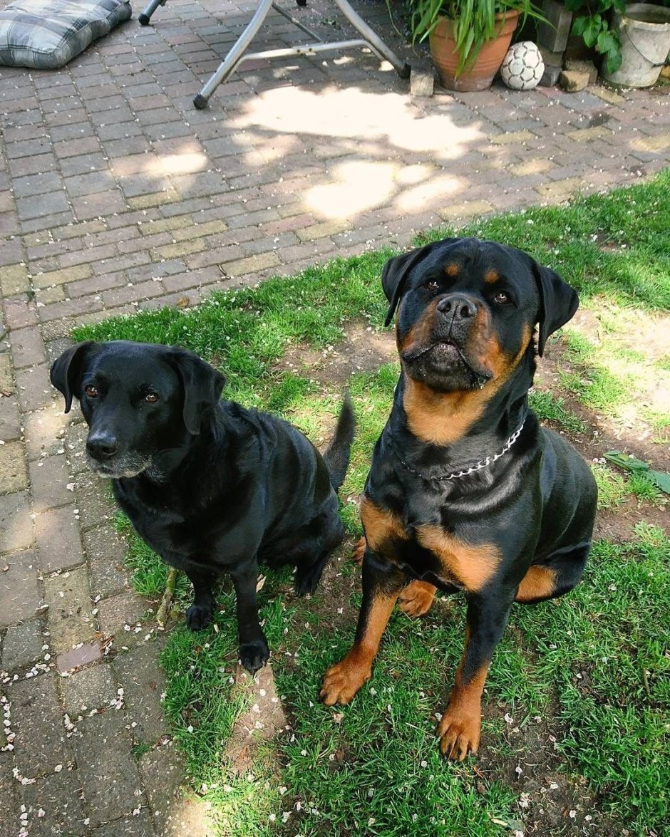 Лабрадор ротвейлер