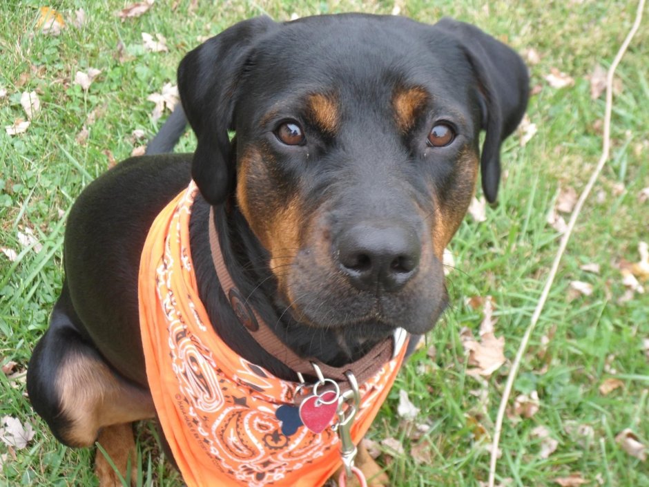 Метис ротвейлера и лабрадора