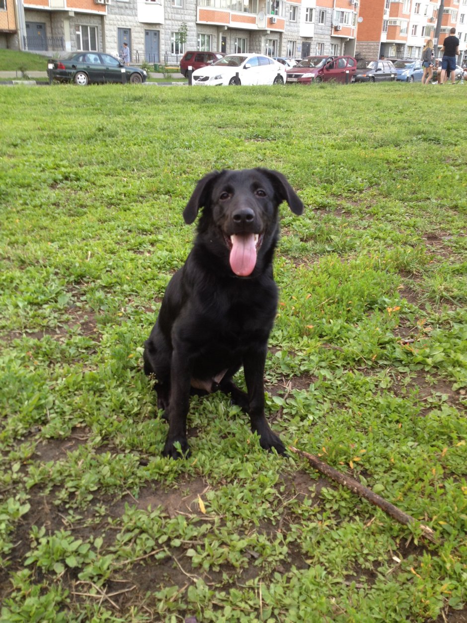 Лабрадор ротвейлер черный