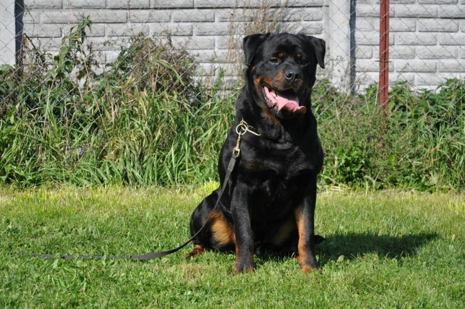 Метис алабая и ротвейлера