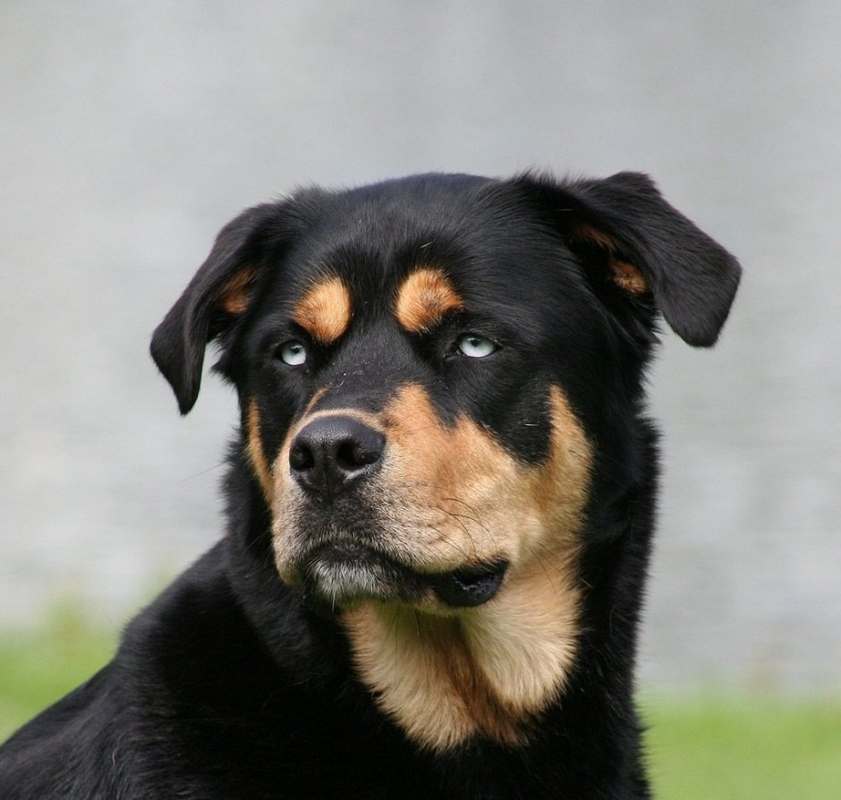 Ротвейлер купированный