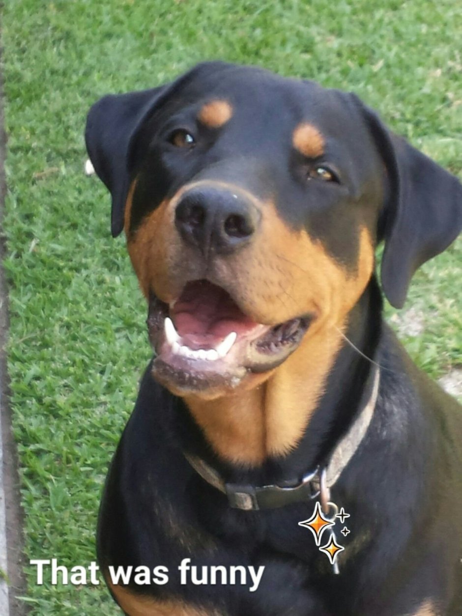 Черный метис лабрадора ретривера