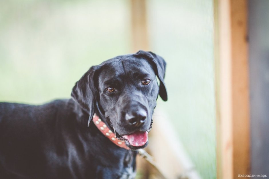 Метис ротвейлера и лабрадора