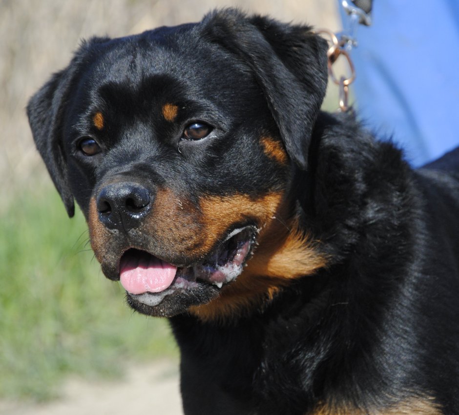 Карликовый ротвейлер