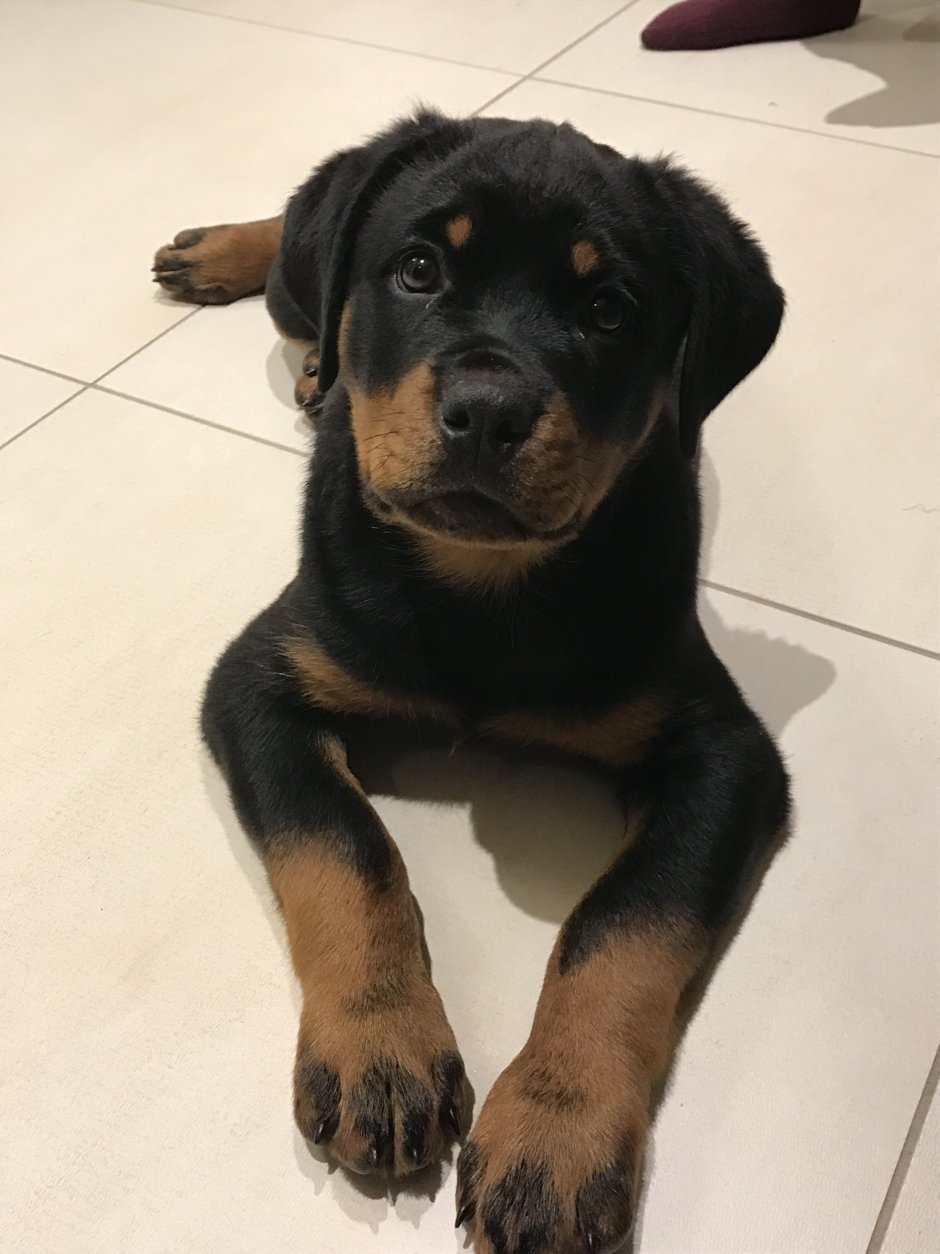 Помесь лабрадора и ротвейлера