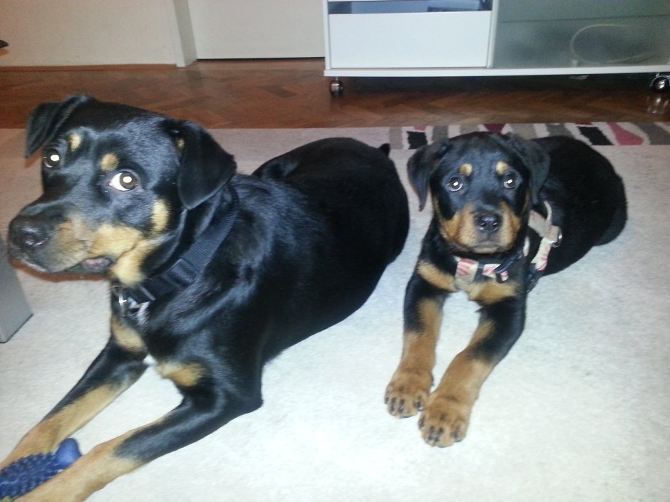 Метис спаниеля и ротвейлера