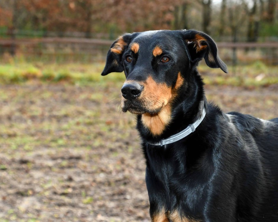 Лабрадор ротвейлер