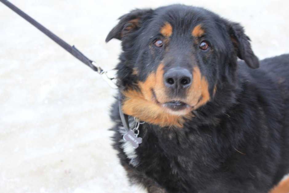 Метис добермана и ротвейлера