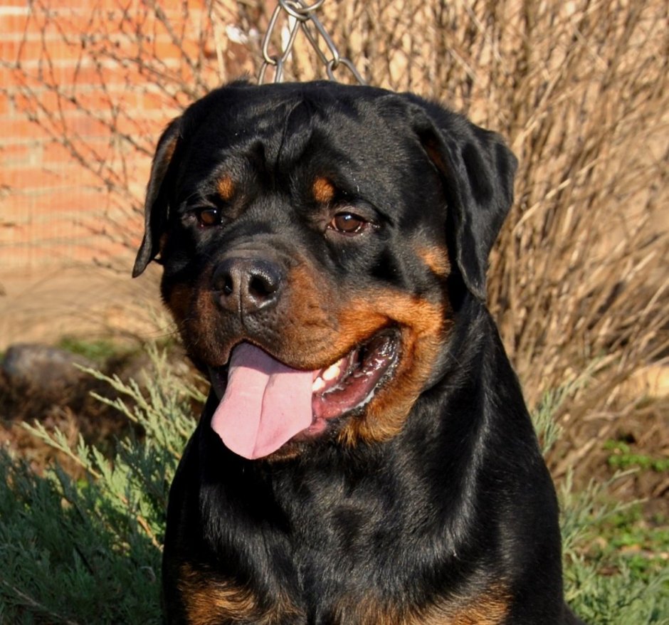 Метис ротвейлера и лабрадора