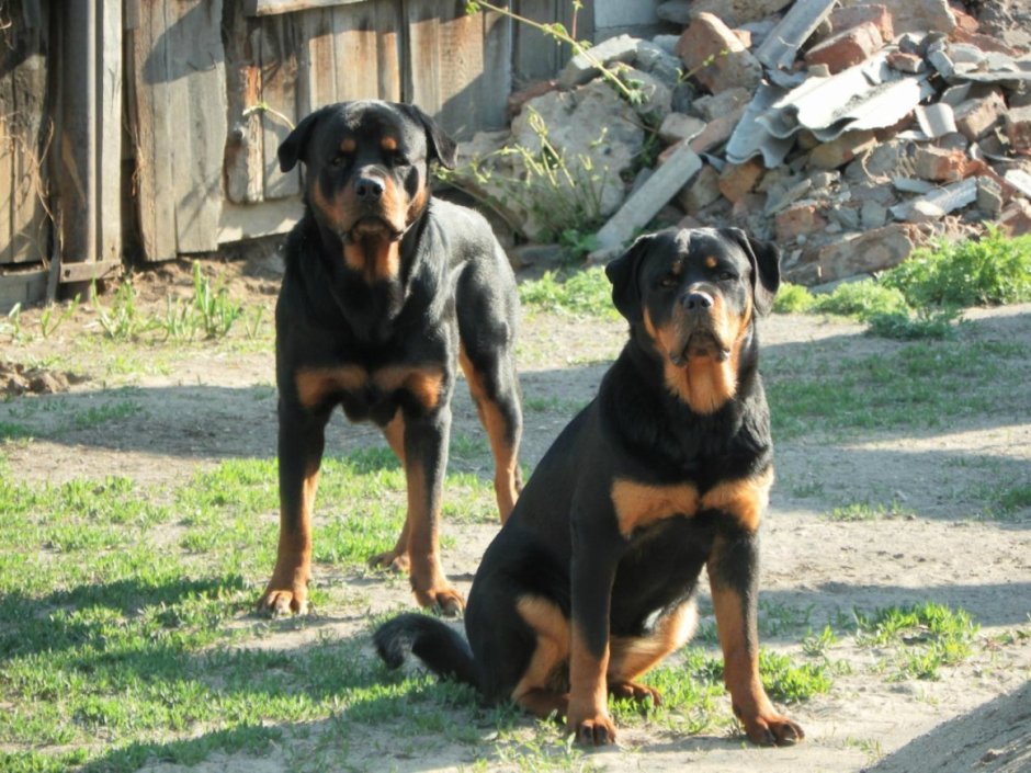 Доберман и ротвейлер и лабрадор