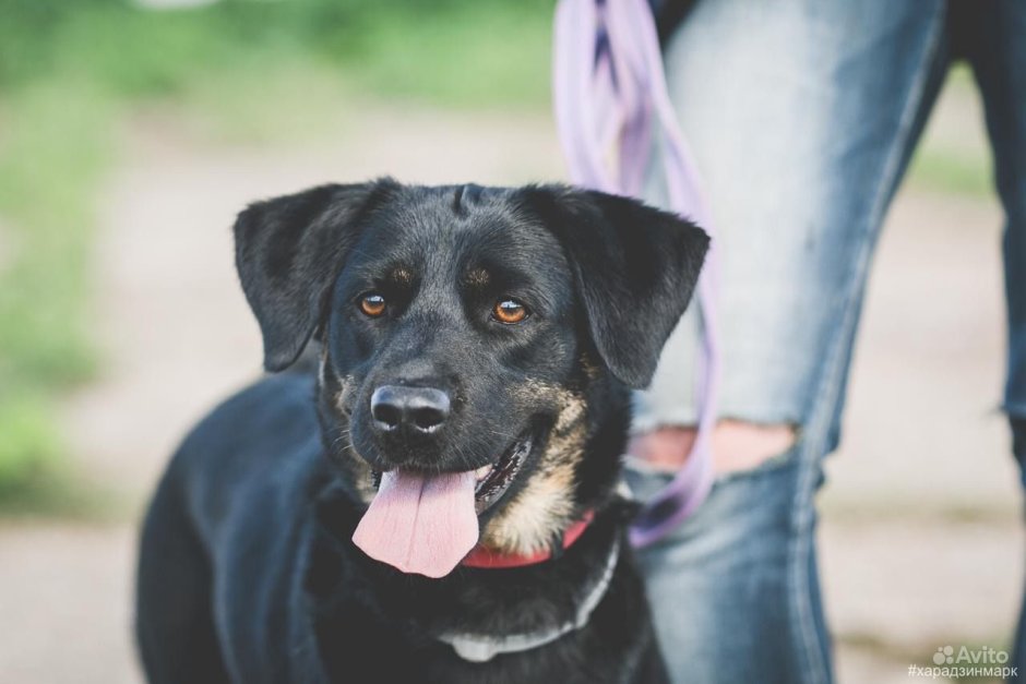 Ездовой ротвейлер