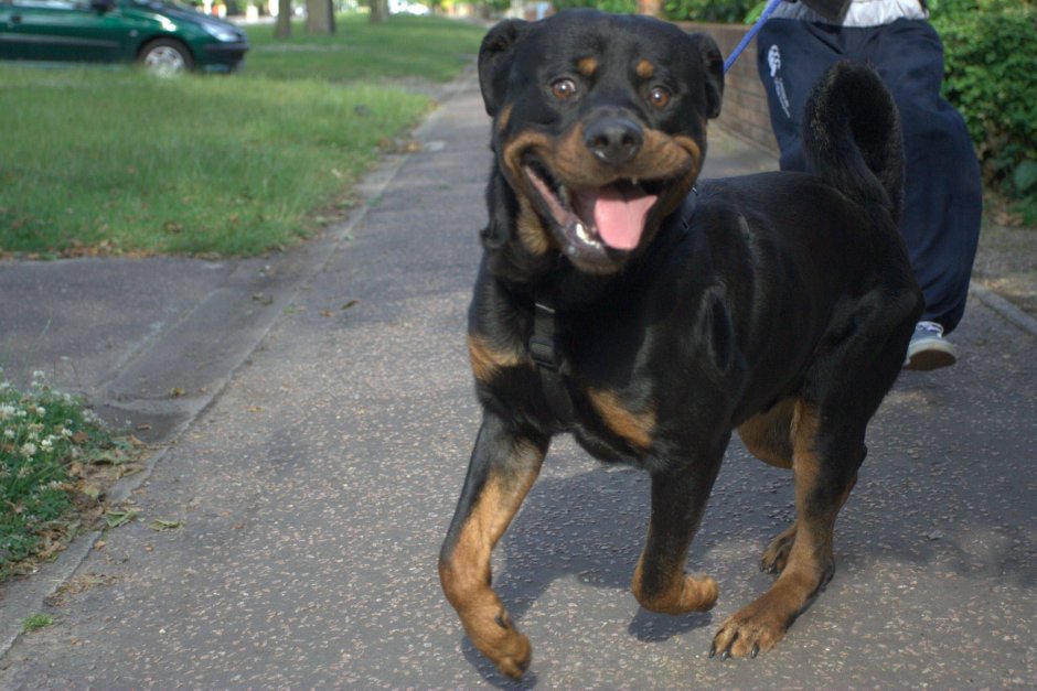 Помесь лабрадора и ротвейлера