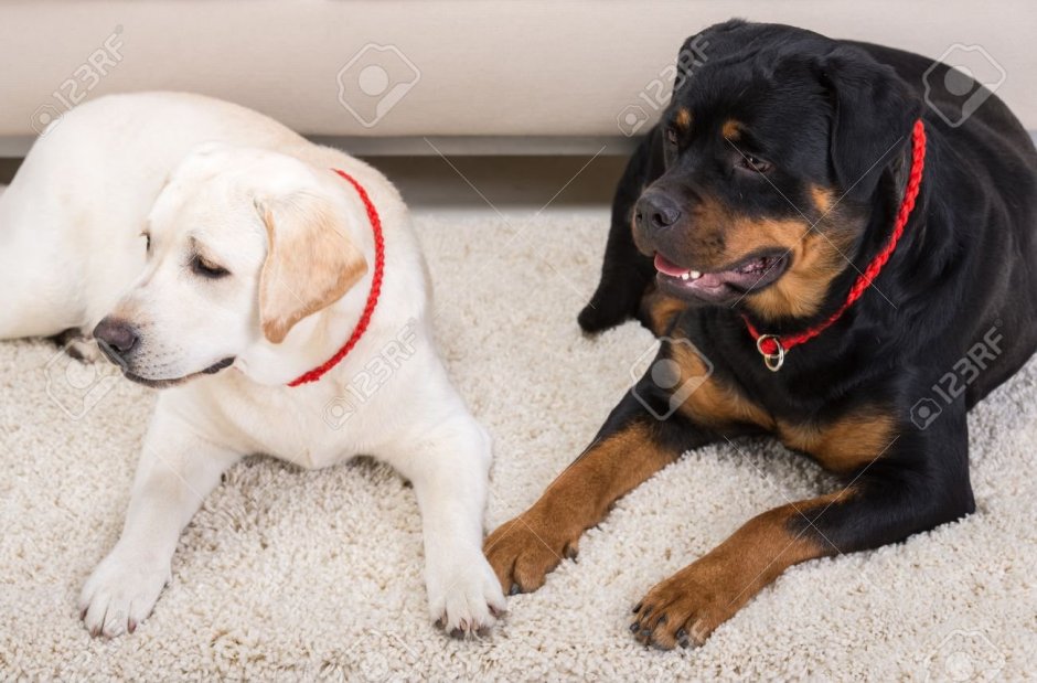 Смесь овчарки и ротвейлера