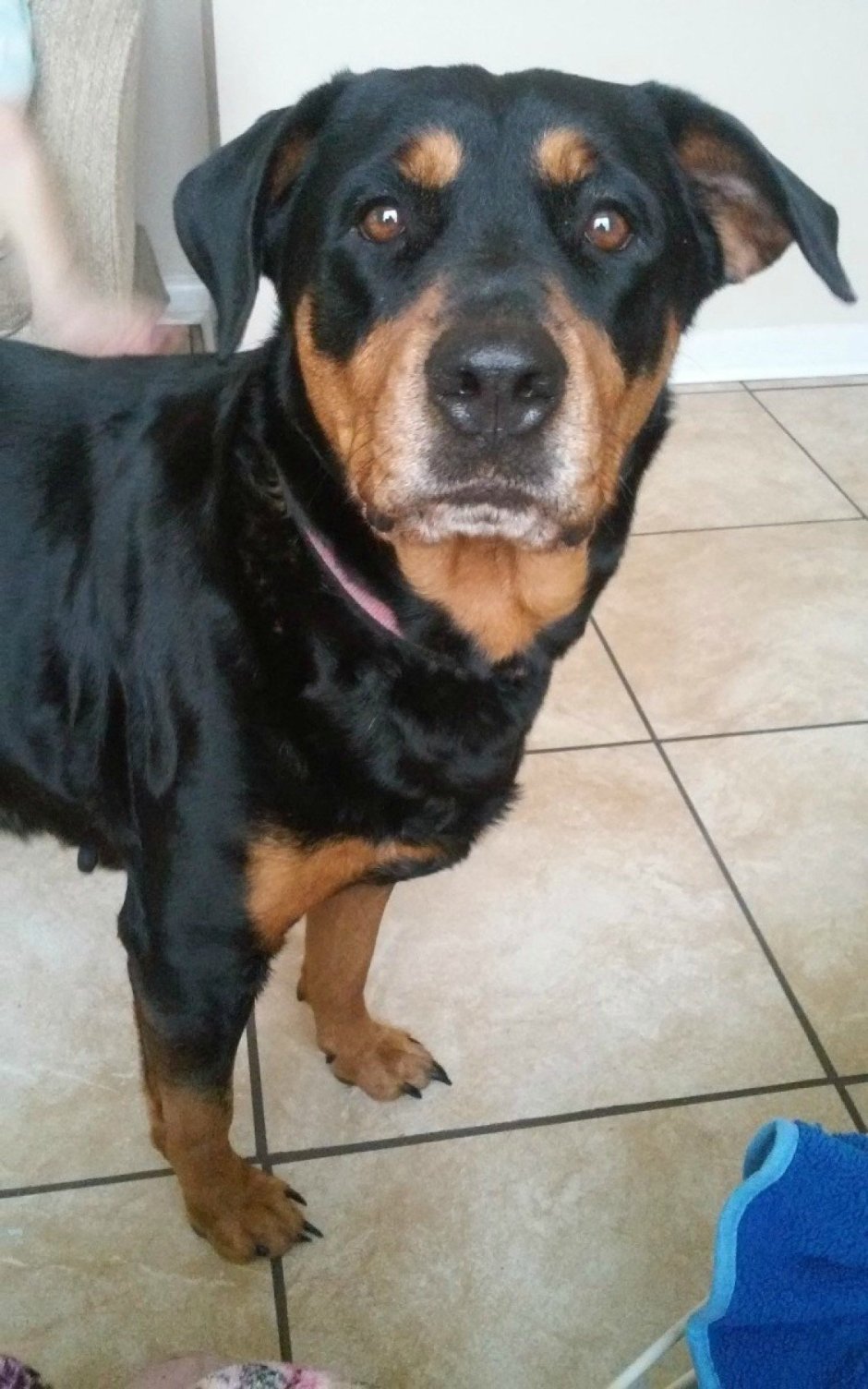 Ротвейлер черный