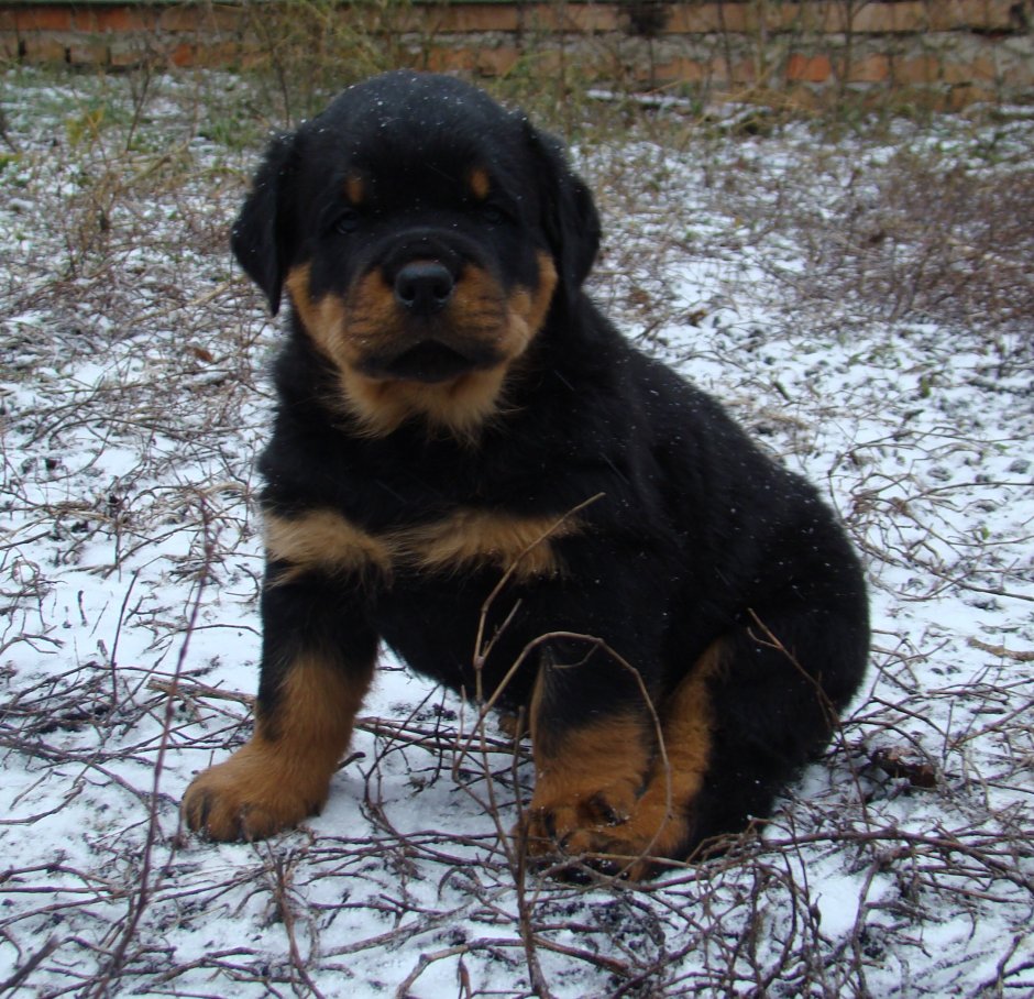 Метис добермана и лабрадора
