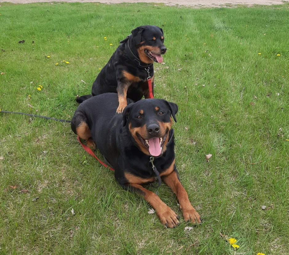 Лабрадор ротвейлер белый