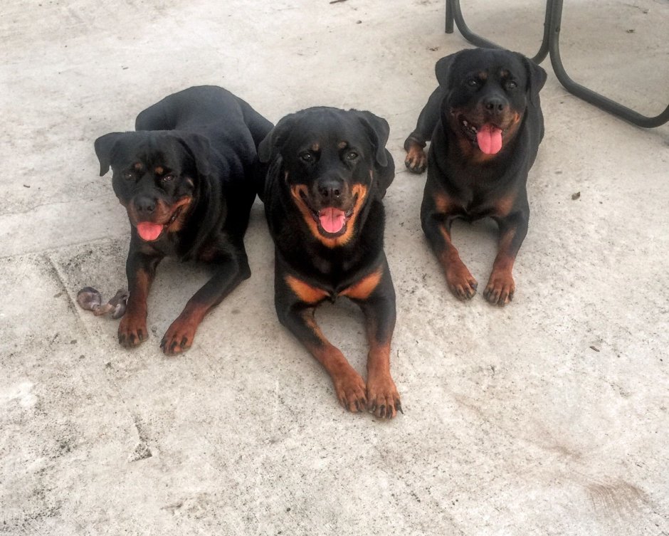 Лабрадор ротвейлер