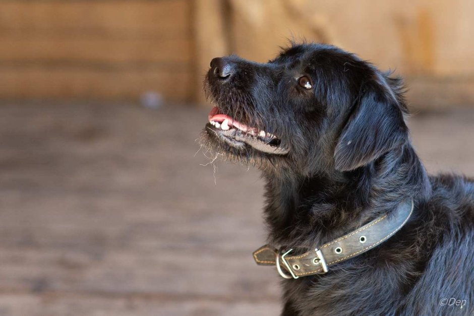 Кане Корсо и лабрадор