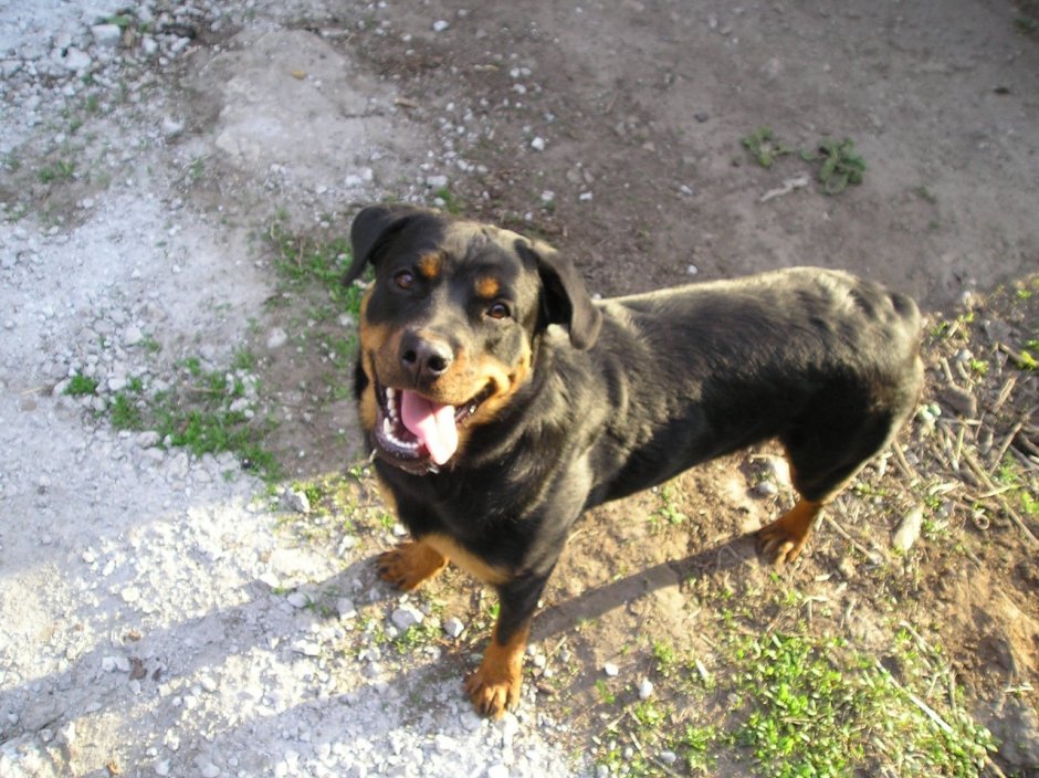 Помесь эрдельтерьера и ротвейлера