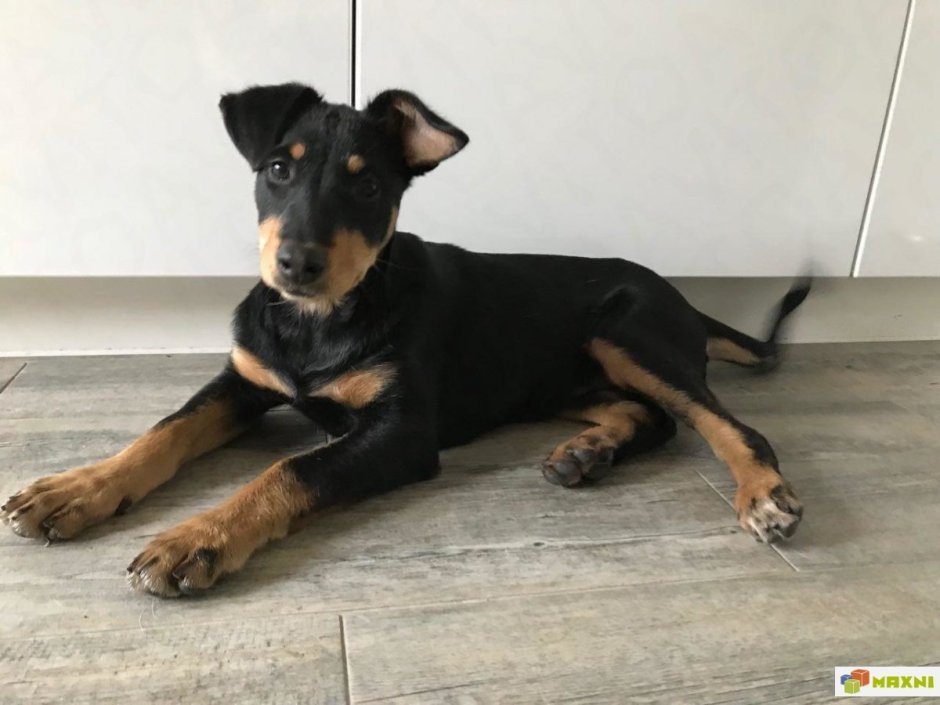 Ротвейлер и Доберман