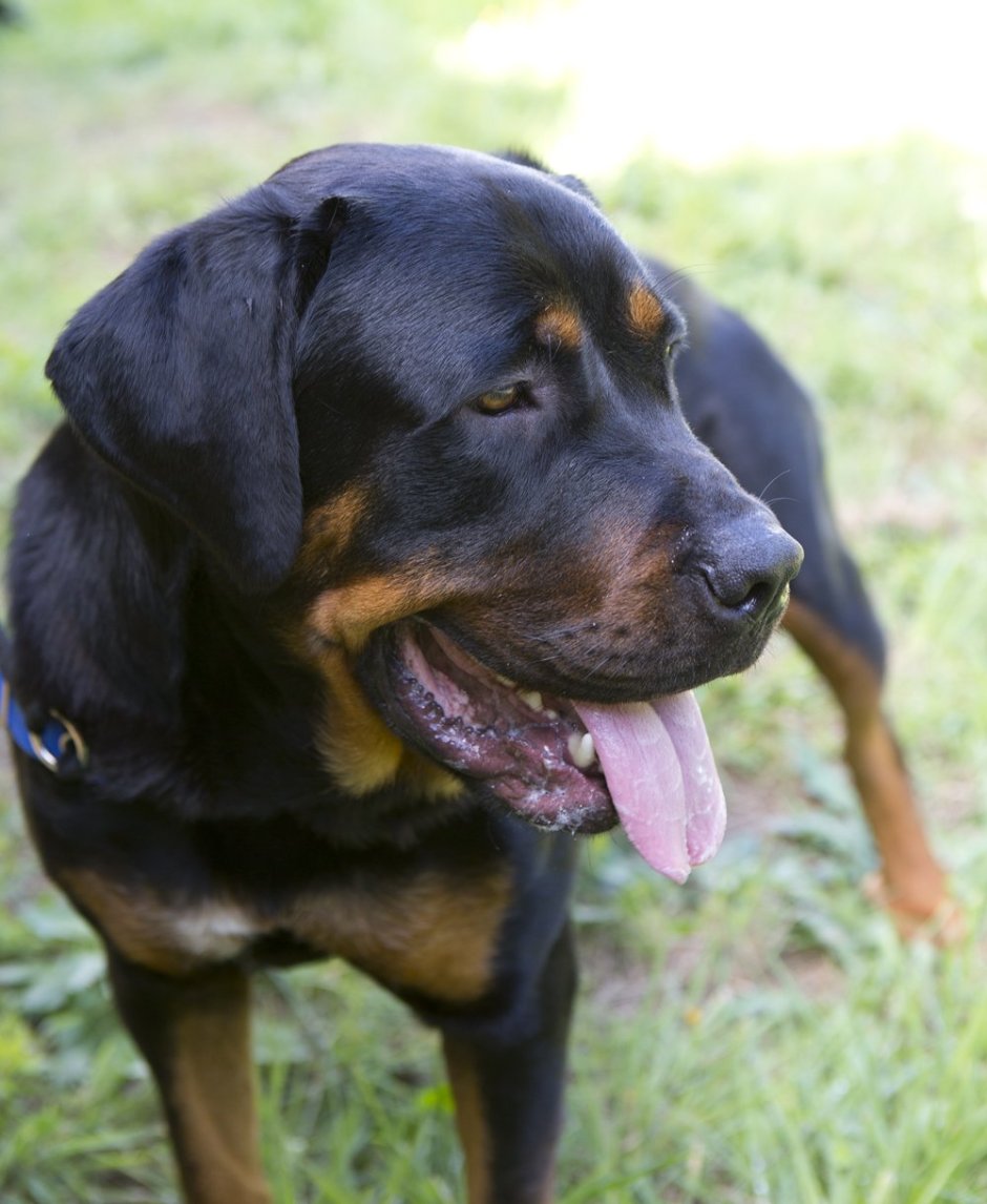 Американский ротвейлер