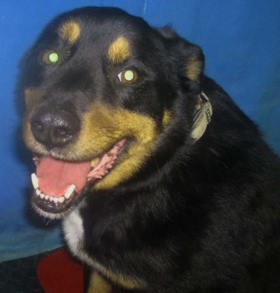 Порода Малховер